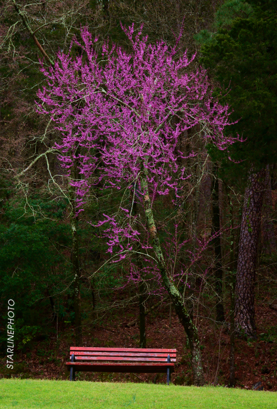 Red Bud