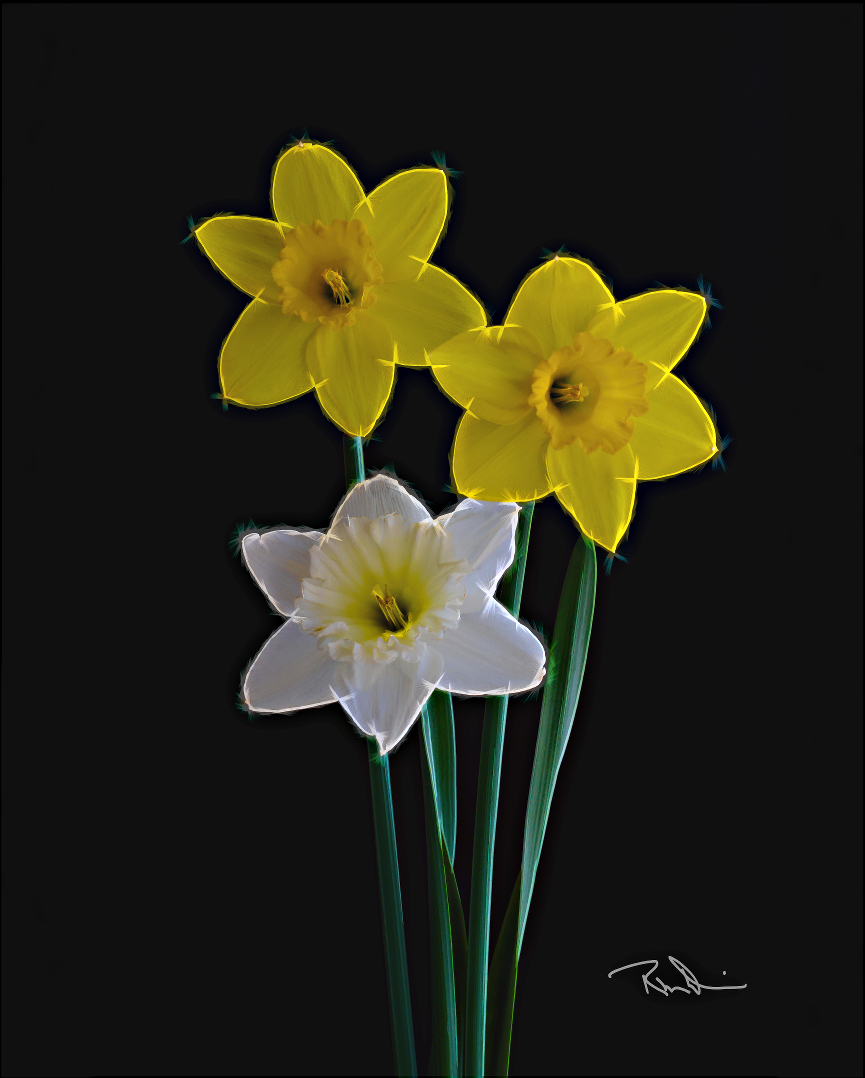 3 Daffodills